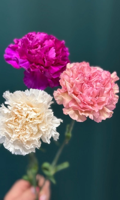 Диантус (Гвоздика) сортовая «Одноголовая»