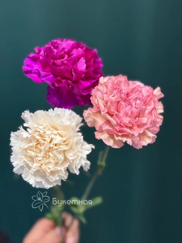 Диантус (Гвоздика) сортовая &laquo;Одноголовая&raquo;