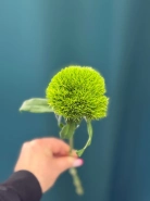 Гвоздика &laquo;Киви Меллоу&raquo; 0