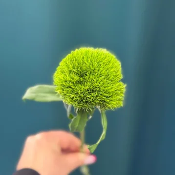 Гвоздика «Киви Меллоу»