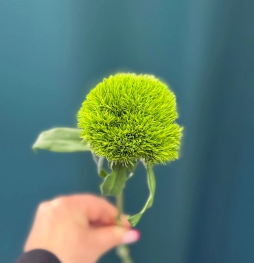 Гвоздика «Киви Меллоу»