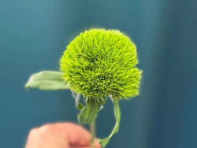 Гвоздика «Киви Меллоу»