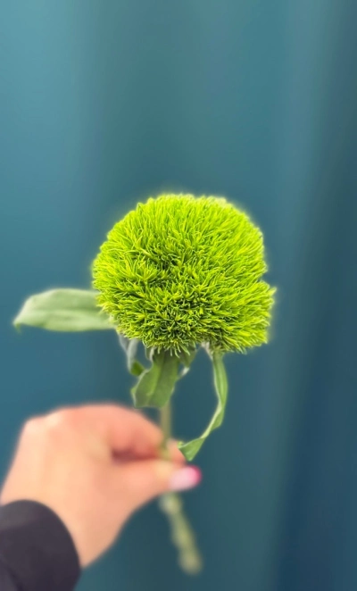 Гвоздика «Киви Меллоу»