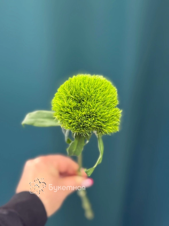 Гвоздика &laquo;Киви Меллоу&raquo;