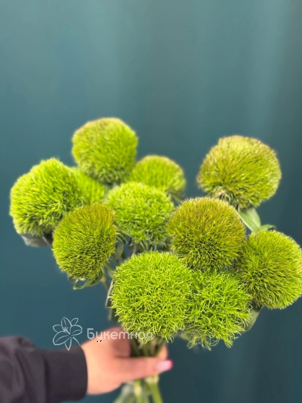 Гвоздика &laquo;Киви Меллоу&raquo;