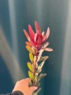 Леукадендрон &laquo;Сафари&raquo; 1