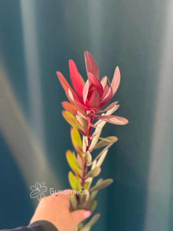 Леукадендрон &laquo;Сафари&raquo;