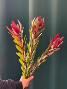 Леукадендрон &laquo;Сафари&raquo; 0