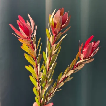 Леукадендрон «Сафари»