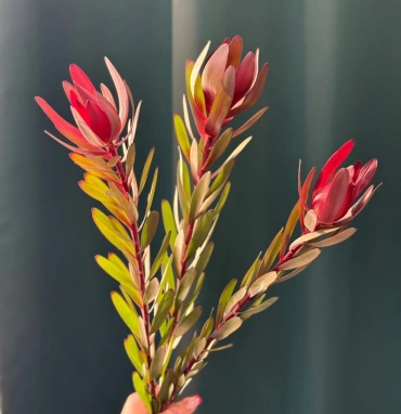 Леукадендрон «Сафари»