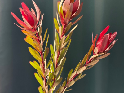 Леукадендрон «Сафари»