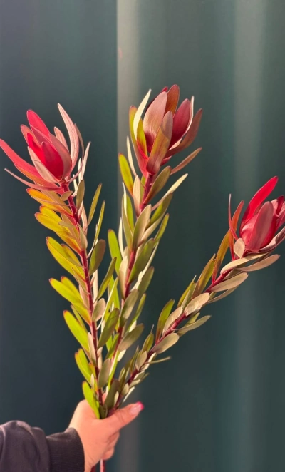 Леукадендрон «Сафари»