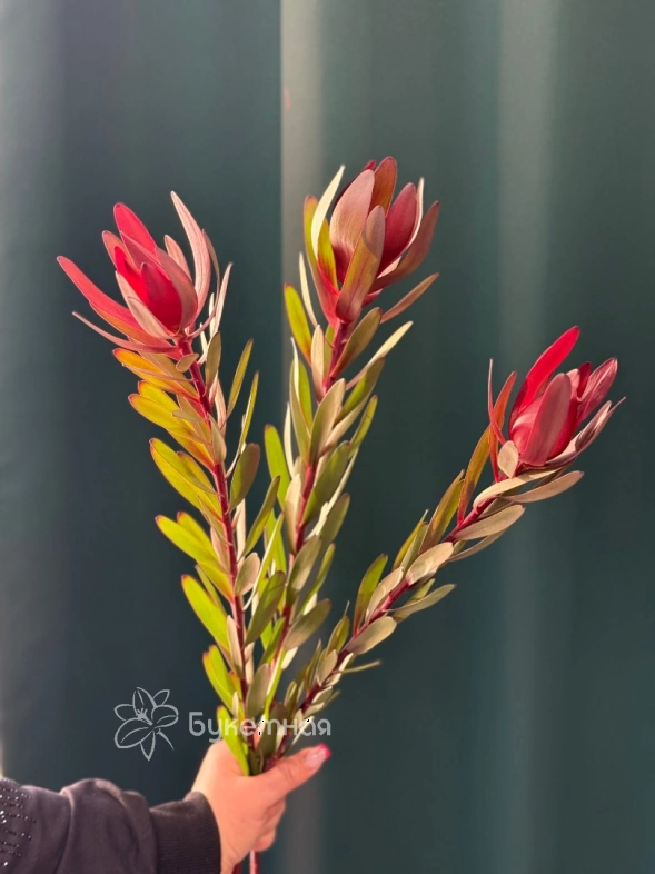 Леукадендрон &laquo;Сафари&raquo;