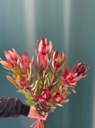 Леукадендрон &laquo;Сафари&raquo; 2