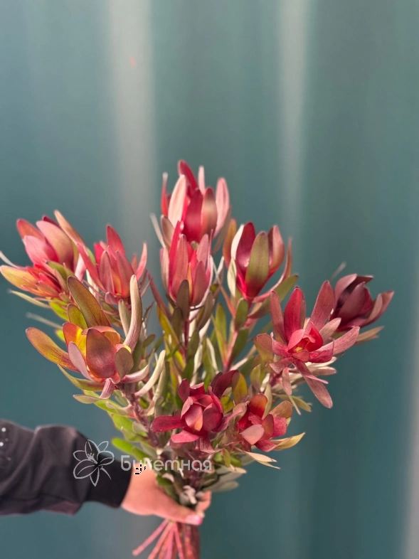 Леукадендрон &laquo;Сафари&raquo;