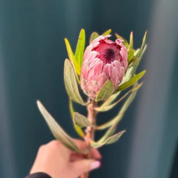 Африканская роза «Протея»