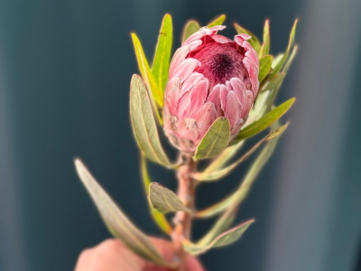 Африканская роза «Протея»