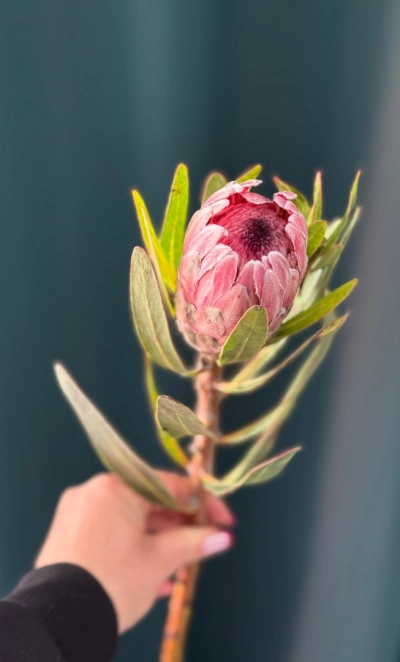 Африканская роза «Протея»