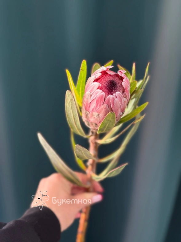 Африканская роза &laquo;Протея&raquo;