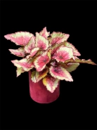 Бегония Rex Королевская 0