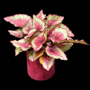 Бегония Rex Королевская