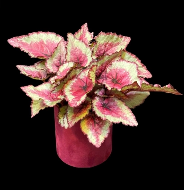 Бегония Rex Королевская