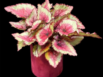 Бегония Rex Королевская