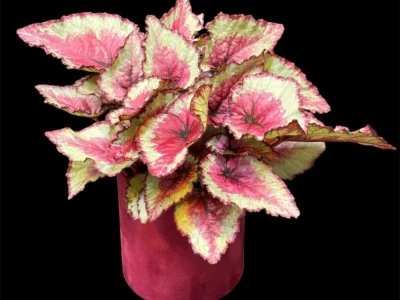 Бегония Rex Королевская