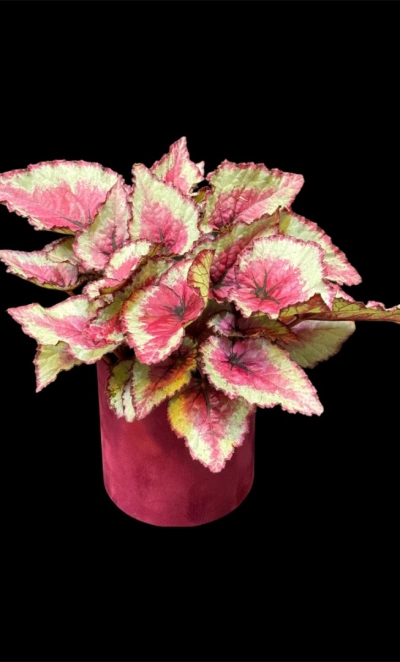 Бегония Rex Королевская