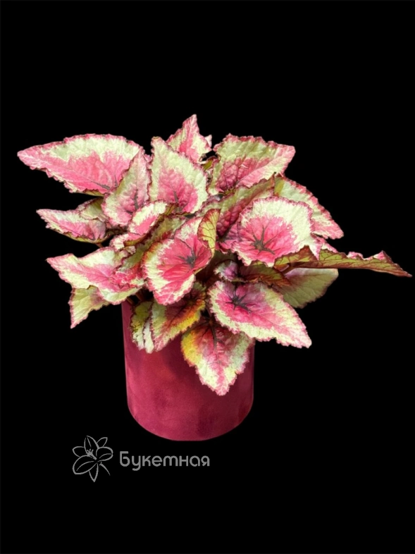 Бегония Rex Королевская