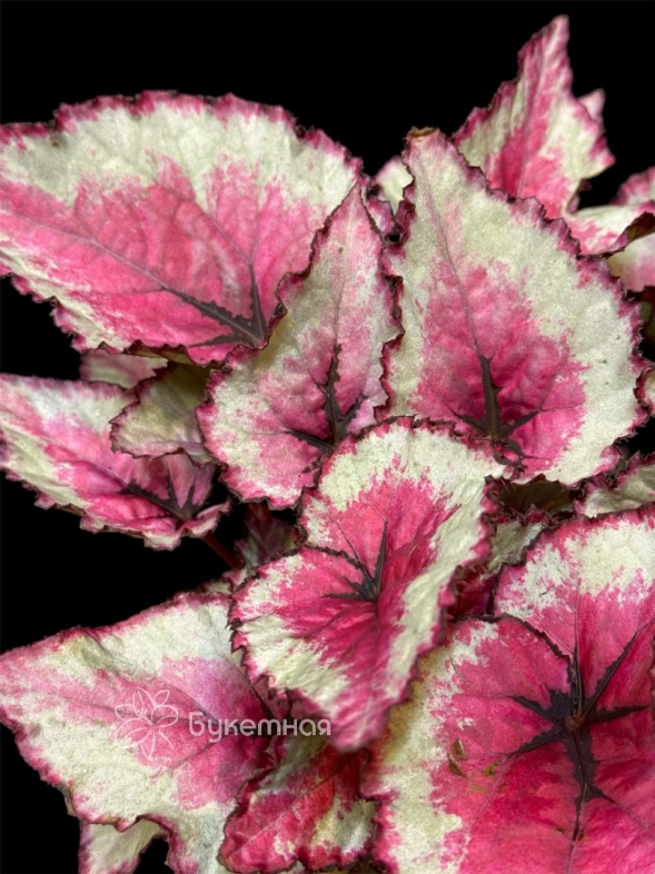 Бегония Rex Королевская