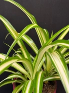 Хлорофитум 1