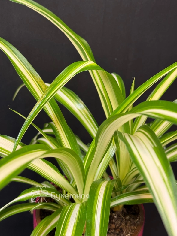 Хлорофитум