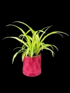 Хлорофитум 0