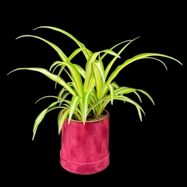 Хлорофитум