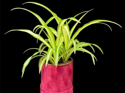 Хлорофитум