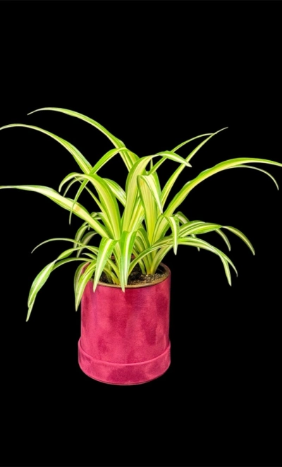 Хлорофитум