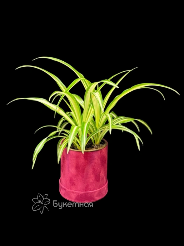 Хлорофитум