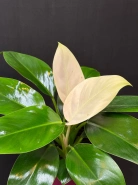 Филодендрон "White Congo" 1