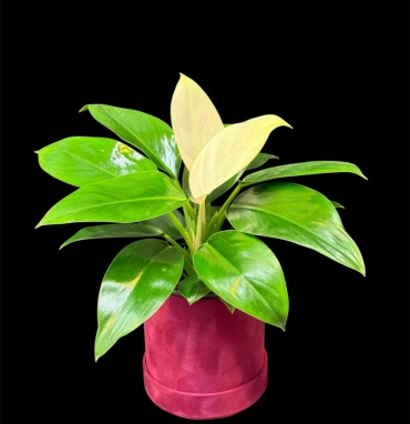 Филодендрон 