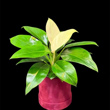 Филодендрон White Congo