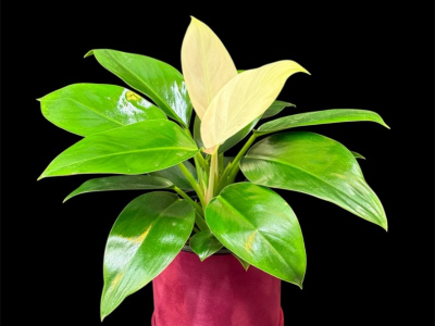 Филодендрон 