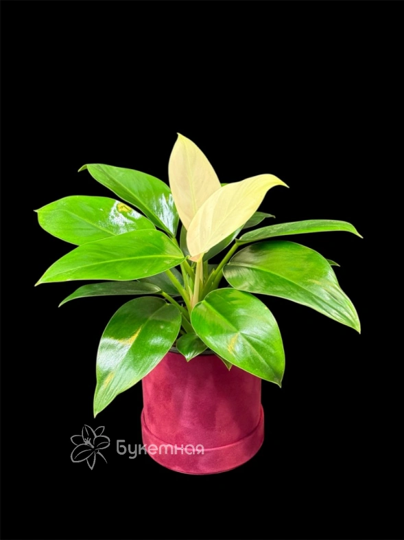 Филодендрон "White Congo"