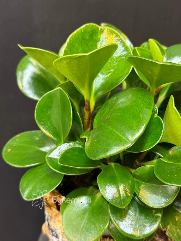 Пеперомия туполистная