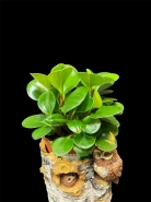 Пеперомия туполистная 0