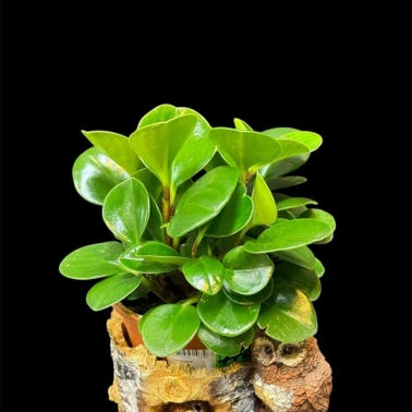 Пеперомия туполистная