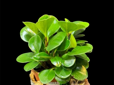 Пеперомия туполистная