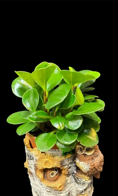 Пеперомия туполистная