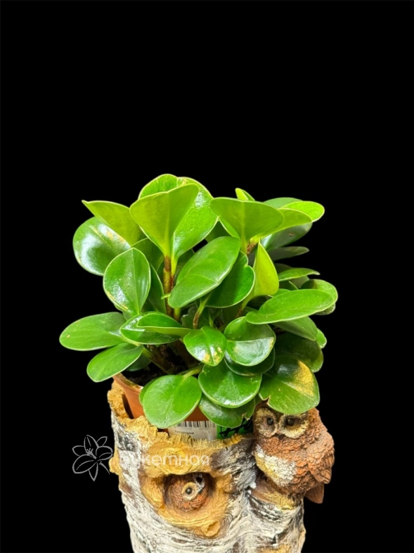 Пеперомия туполистная