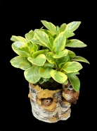 Пеперомия "Spp" 0